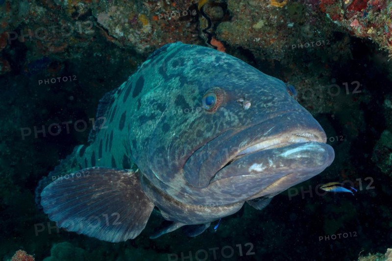 Potato grouper