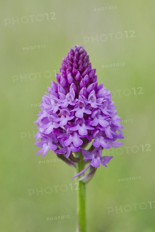 Pyramidal orchid
