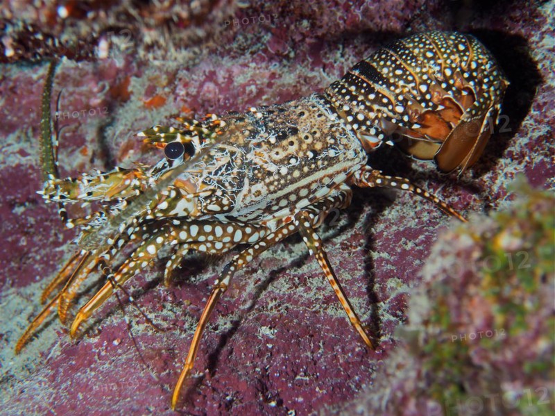 Guinea chick crayfish