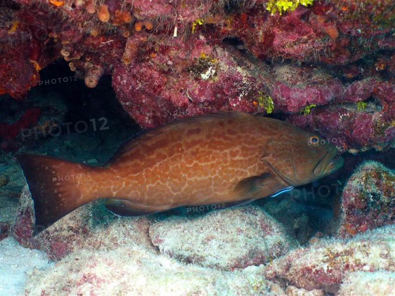 Black grouper