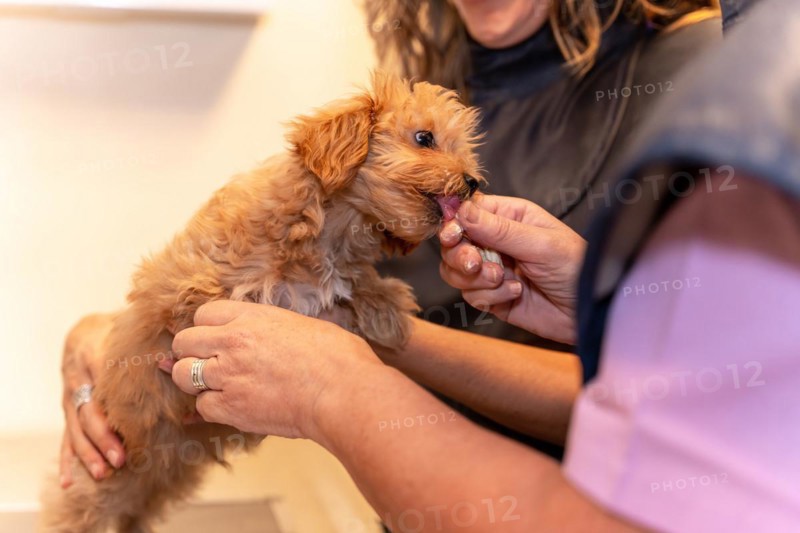 Veterinary clinic