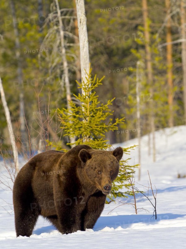 European brown bear