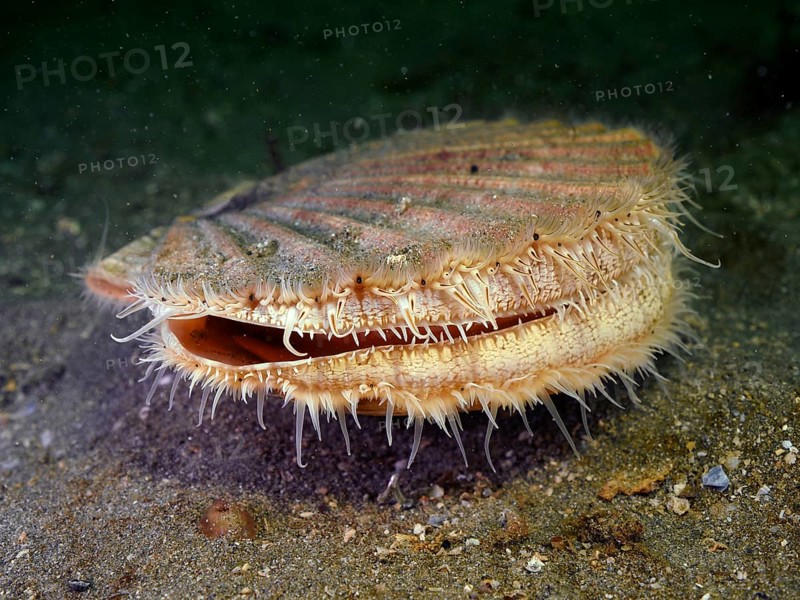 Great scallop