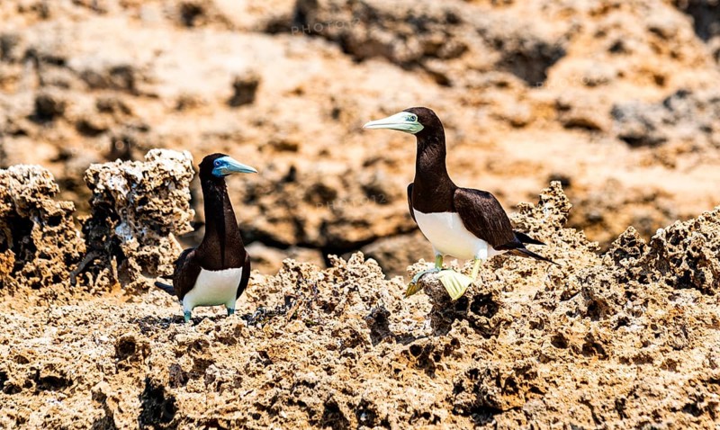 Brown Booby