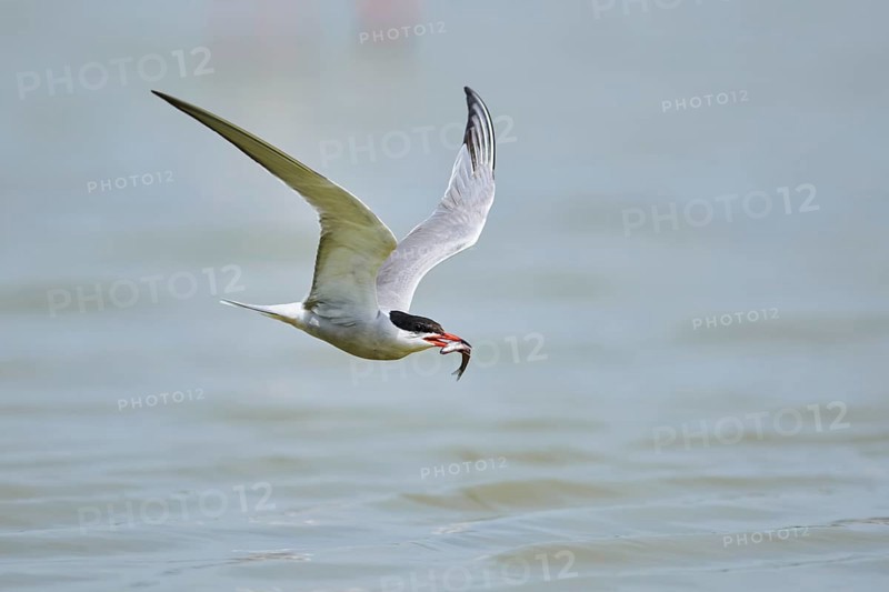 Elegant tern