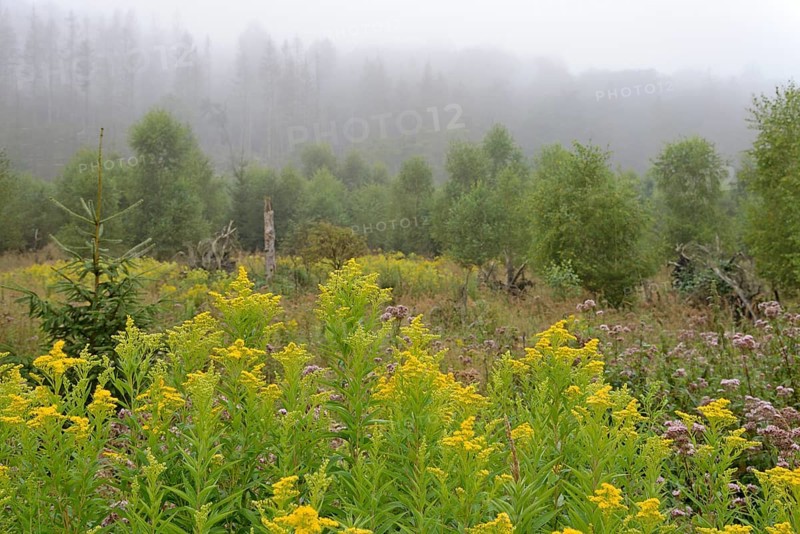 Goldenrod