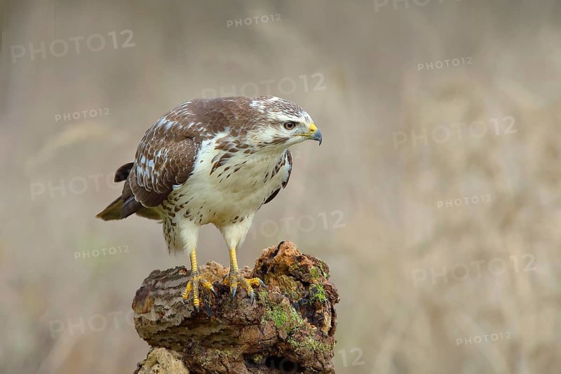 Common steppe buzzard