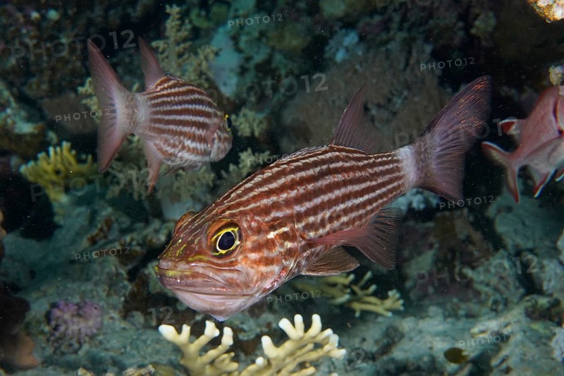 Largetoothed cardinalfish