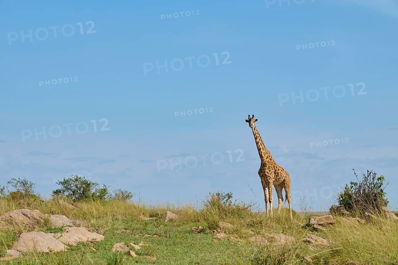 Masai giraffe