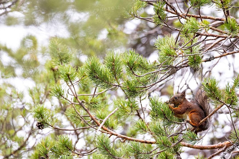 Eurasian red squirrel