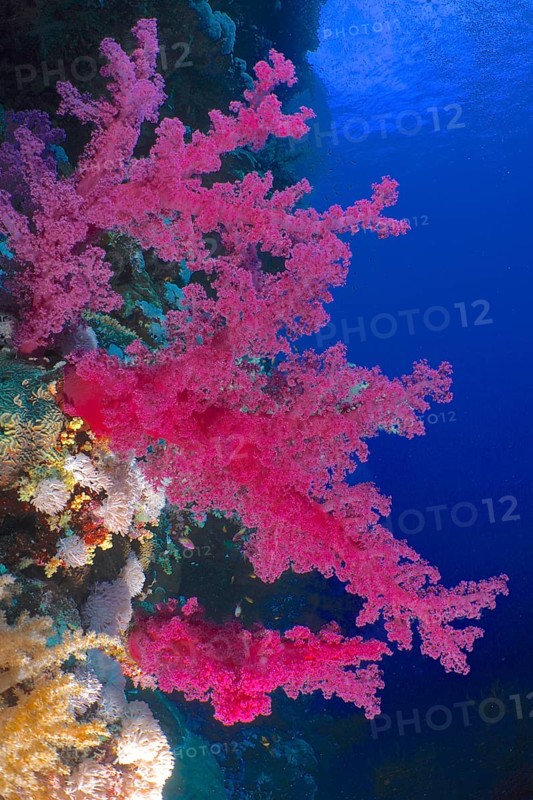 Klunzinger's klunzinger's soft coral