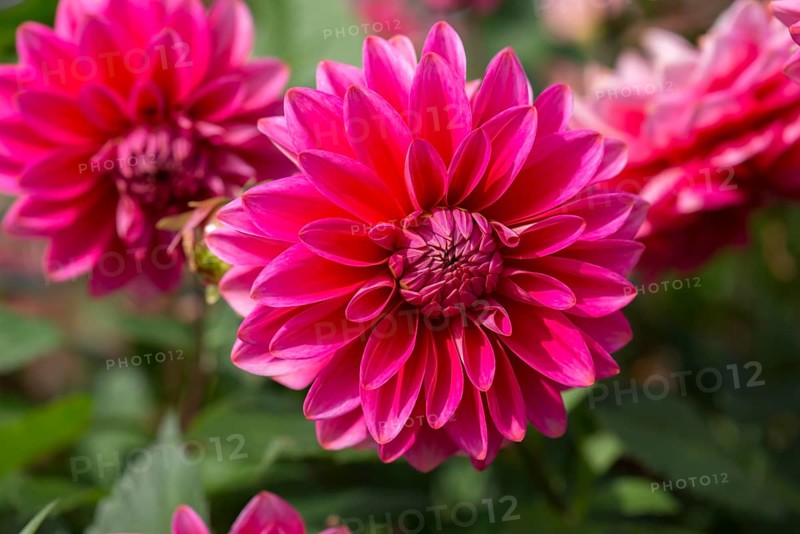 Red dahlia