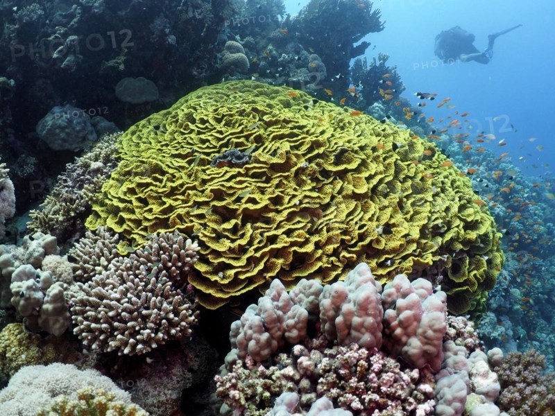 Yellow salad coral
