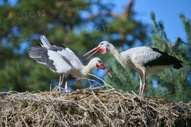 White stork