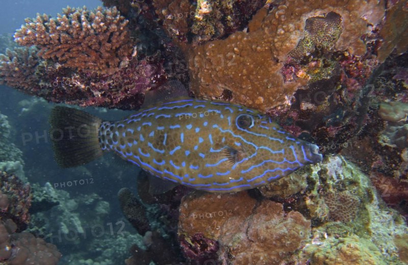 Scrawled filefish