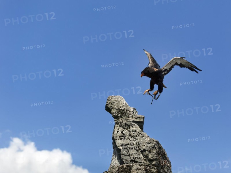 Bateleur captive