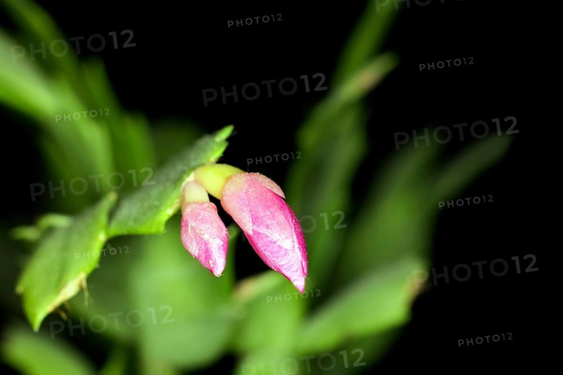 Pink bud of the Christmas cat Schlumbergera