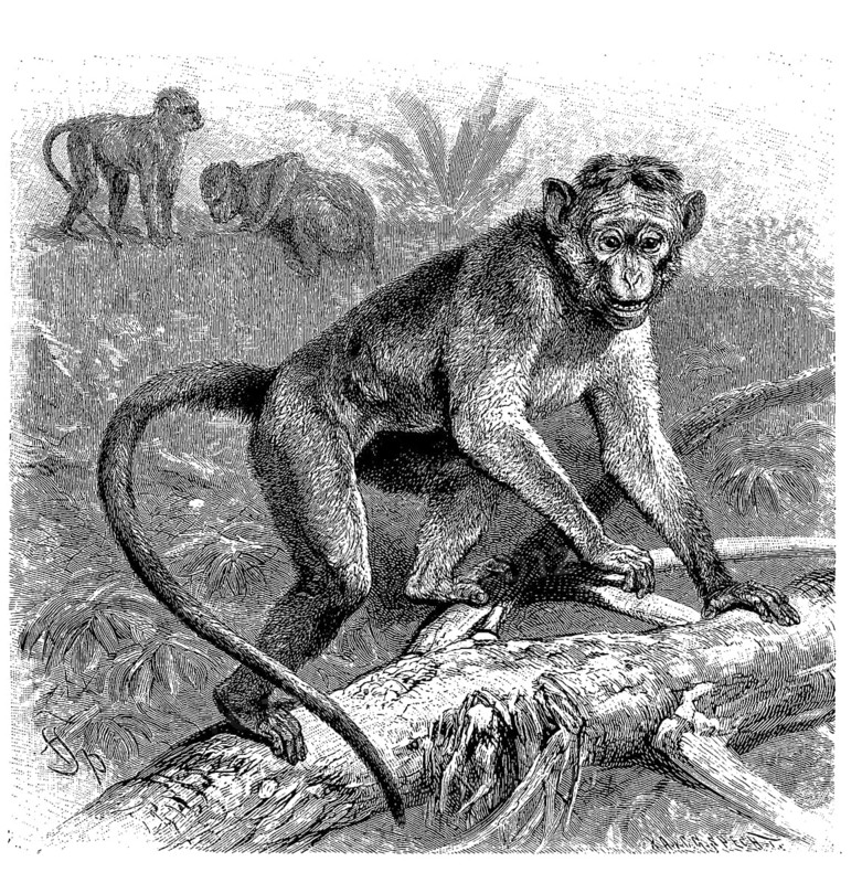 Toque macaque