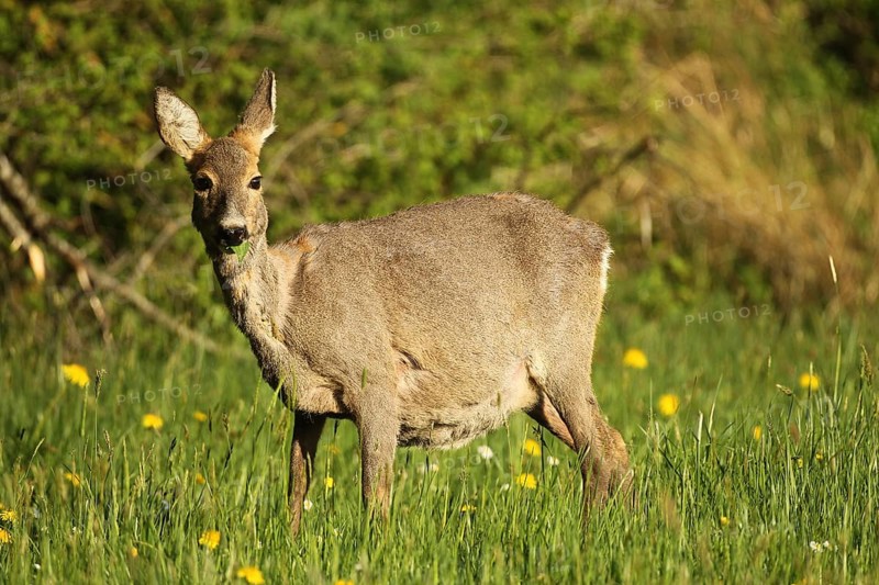 Roe deer