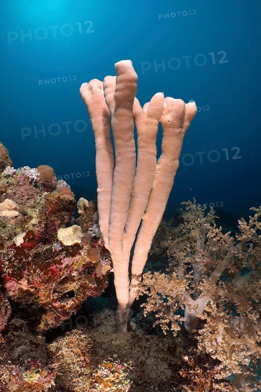 Sea sponge colony siphon sponge
