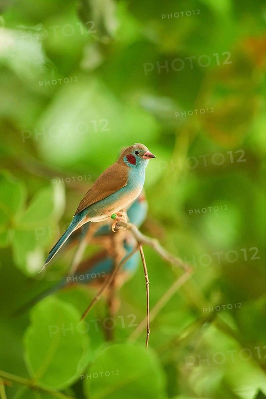 Red-cheeked cordonbleu