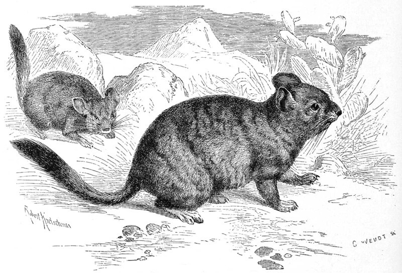 Long-tailed chinchilla