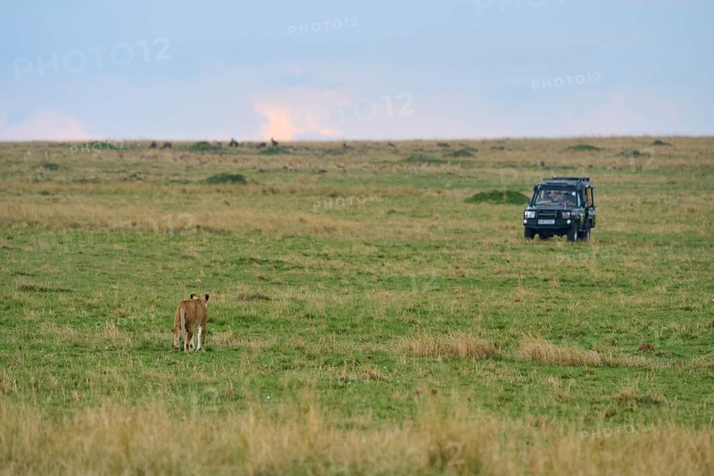 African lion