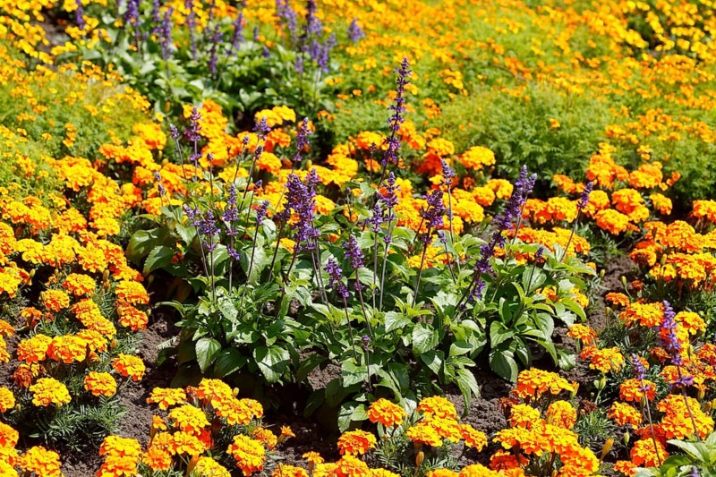 Common lavender