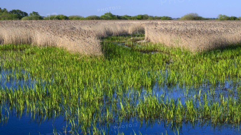Reed on the shore of Lake Duemmer