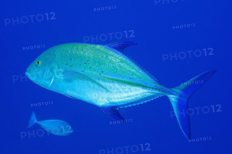 Bluefin trevally