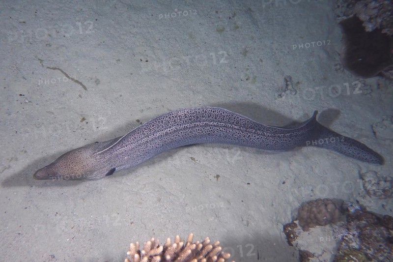 Giant Moray