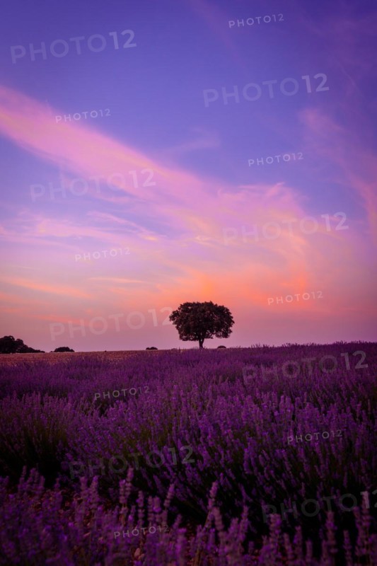 Sunset in a lavender field with a purple sky