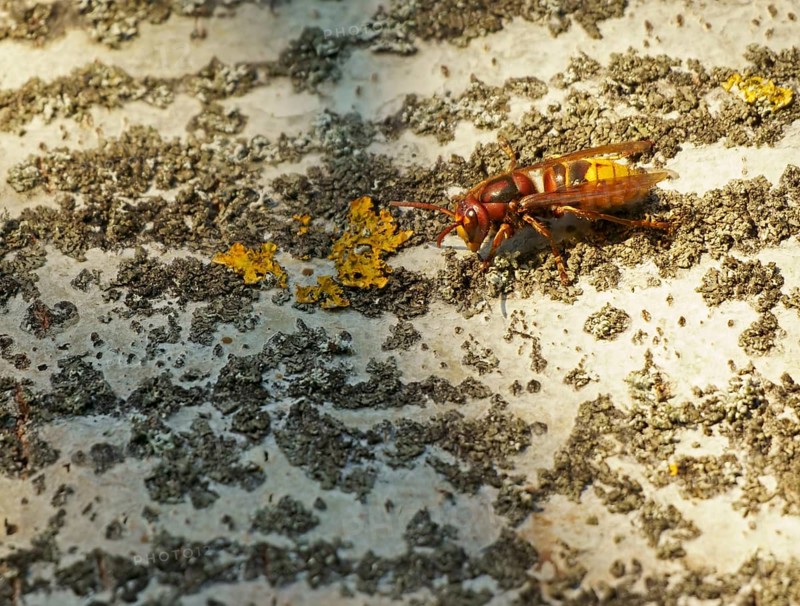 European hornet