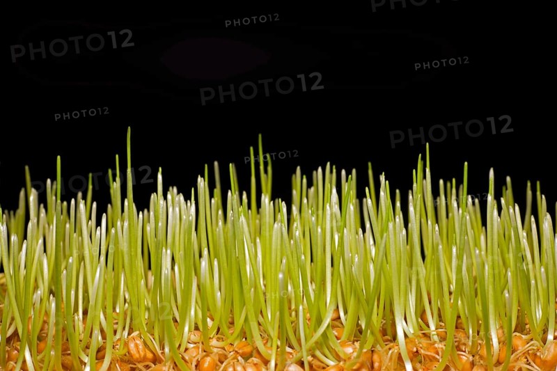 Durum