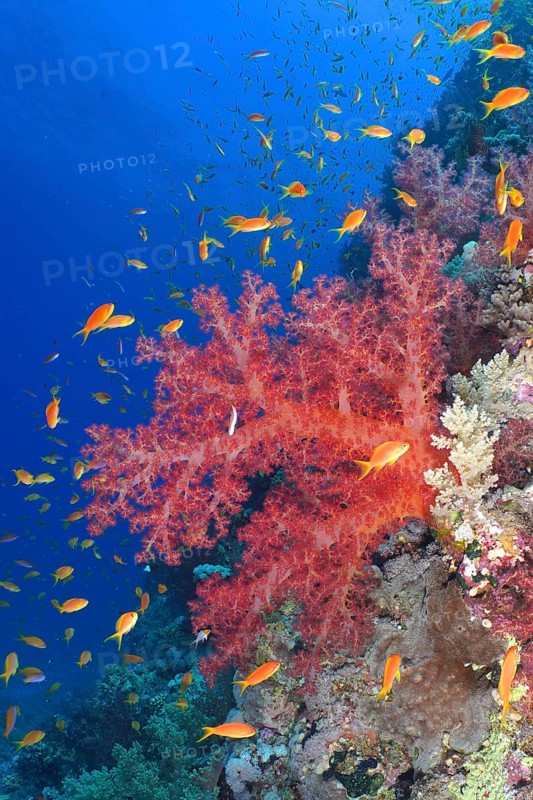 Klunzinger's klunzinger's soft coral
