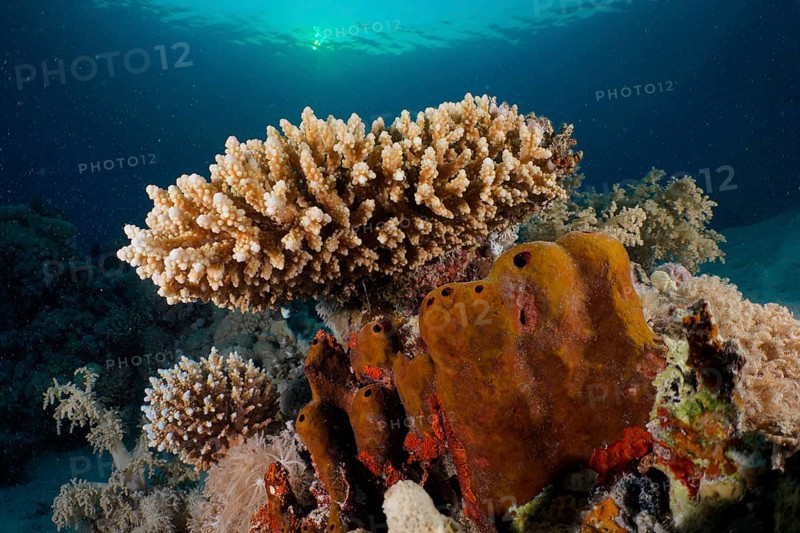 Low staghorn coral