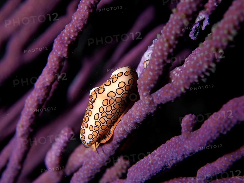 Flamingo tongue snail