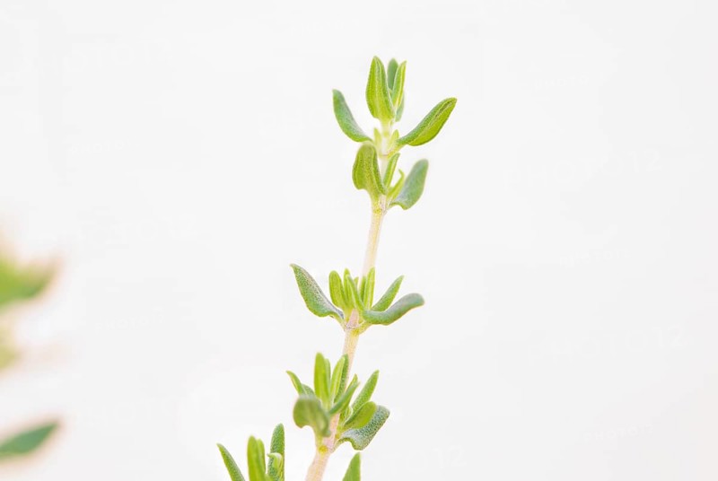 Thyme