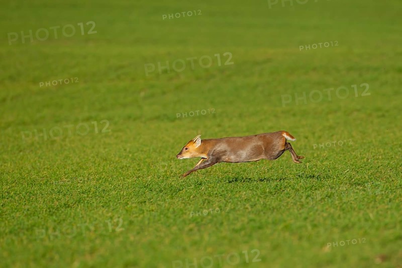 Muntjac