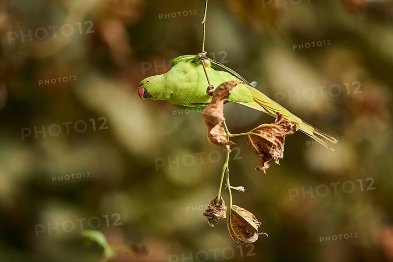 Monk parakeet