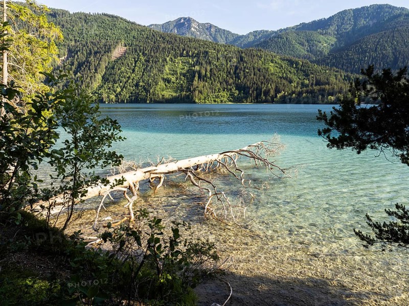 Tree trunk in the lake