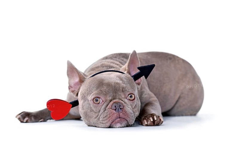 French Bulldog dog wearing Valentine's day cupid arrow headband on white background