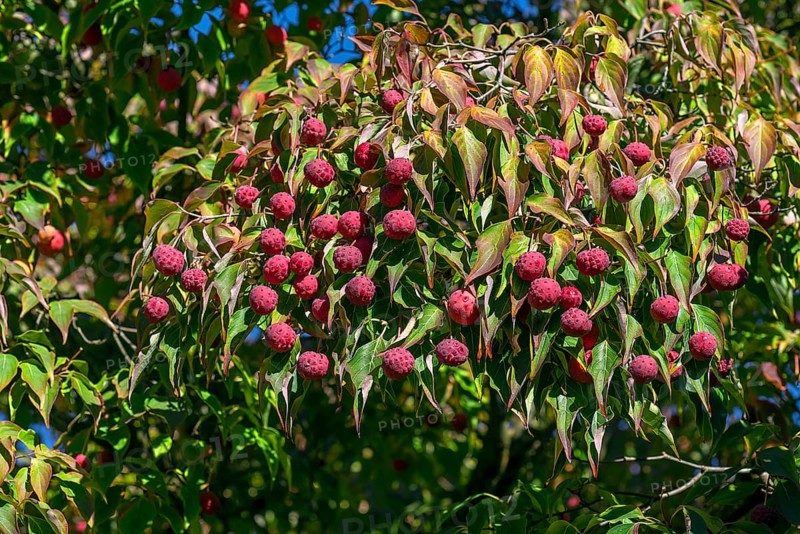 Kousa dogwood
