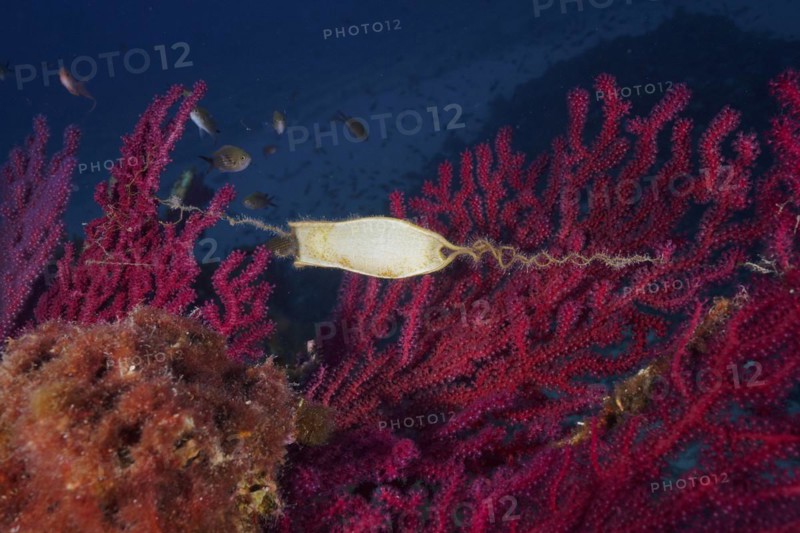 Egg capsule of nursehound