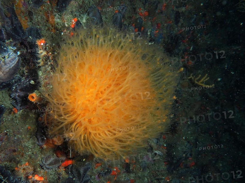 Sunray soft coral