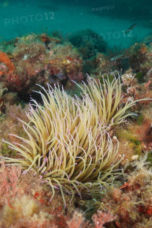 Opelet anemone