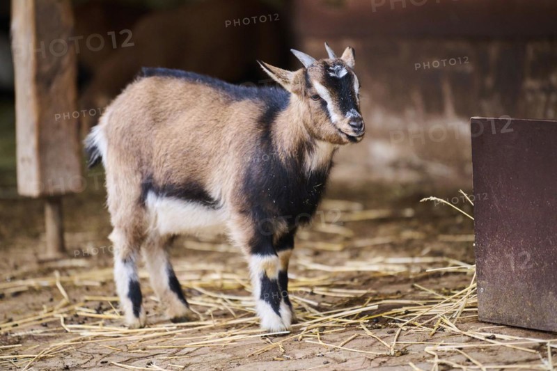 Domestic goat