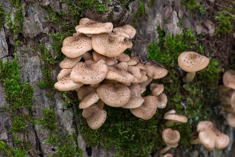 Armillaria polymyces