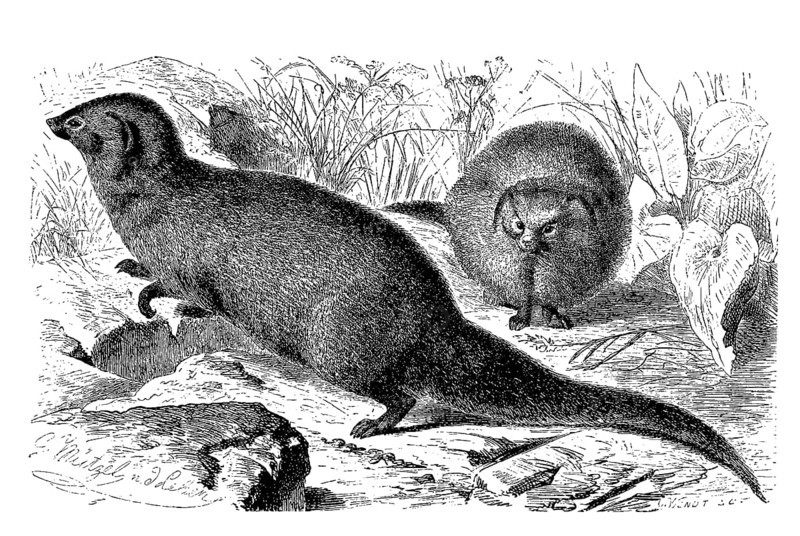 Indian gray mongoose