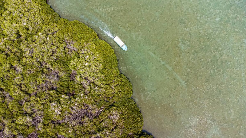 Aerial of the Mangrove forest